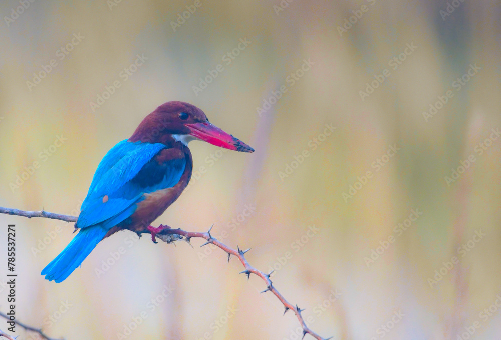 Fototapeta premium kingfisher on the branch