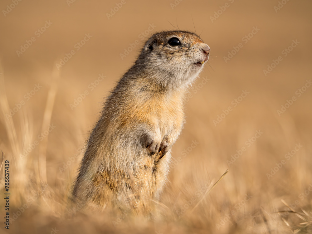 A prairie dog is standing on its hind legs and watches its surroundings A prairie dog is standing on its hind legs and watches its surroundings
