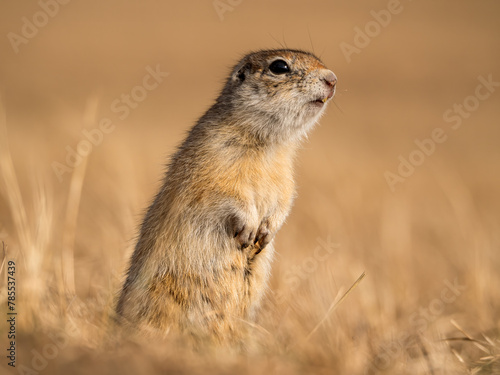 A prairie dog is standing on its hind legs and watches its surroundings © vadim