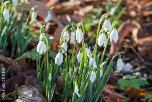 White bell shaped flowers of Snowdrops Galanthus nivalis photo