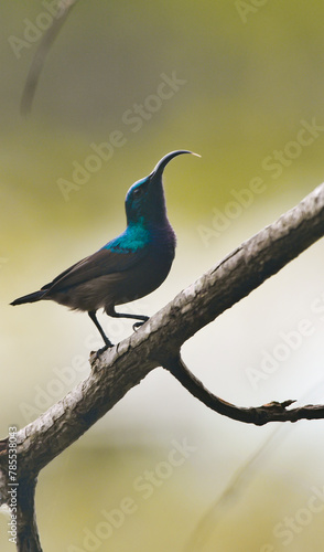 Lottens Sunbird