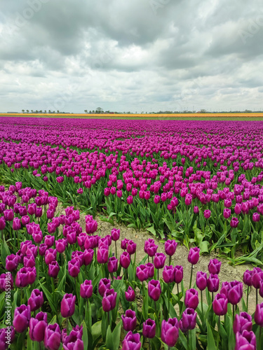 Wallpaper Mural Tulpen auf einem Feld im Frühling  Torontodigital.ca