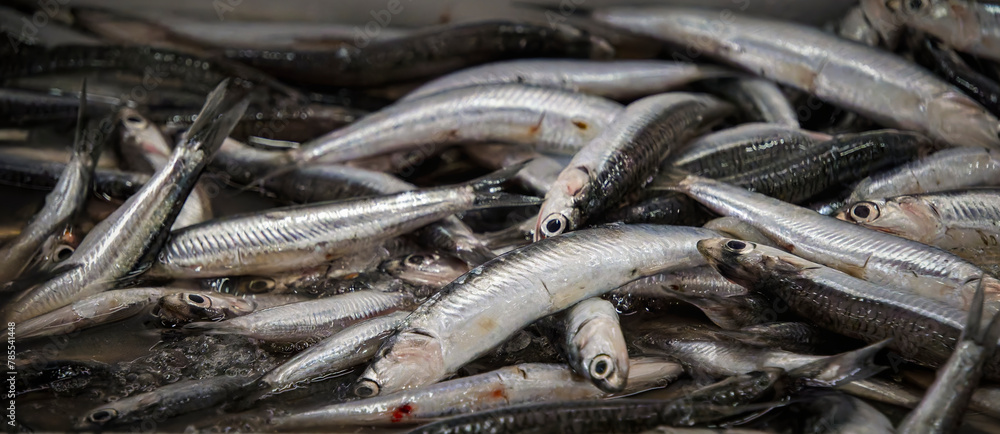 freshly caught fish, Olhao, Portugal, February 2024 freshly caught fish, Olhao, Portugal, February 2024