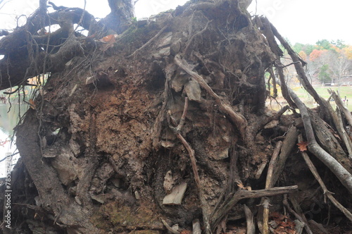 roots of tree