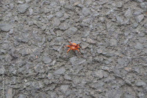 Spider
