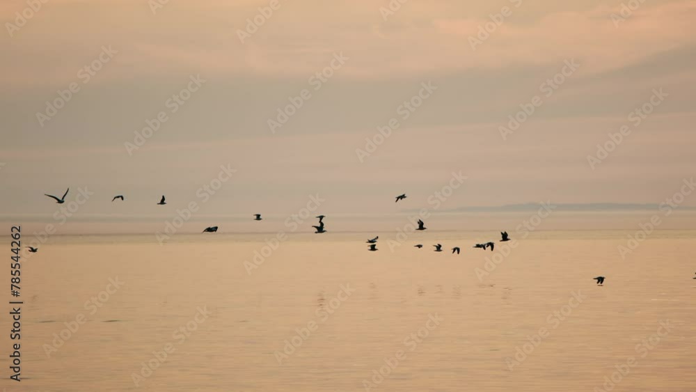 Chasing a flying flock of birds over the sea Chasing a flying flock of birds over the sea