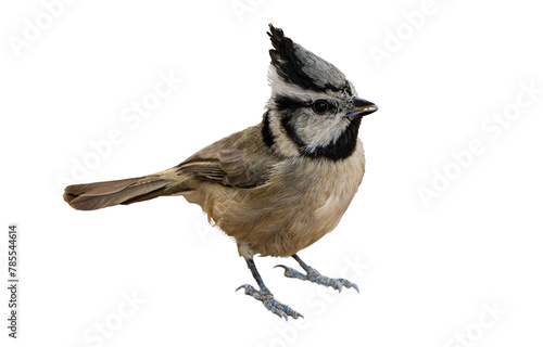 Bridled Titmouse (Baeolophus wollweberi) High Resolution Photo, Perched, on a Transparent Isolated PNG Background