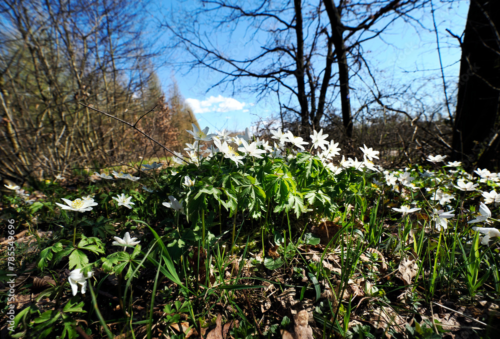 Zawilec gajowy (Anemone nemorosa L.) – gatunek byliny która masowo zakwita na przedwiośniu jest ozdobą puszcz i lasów