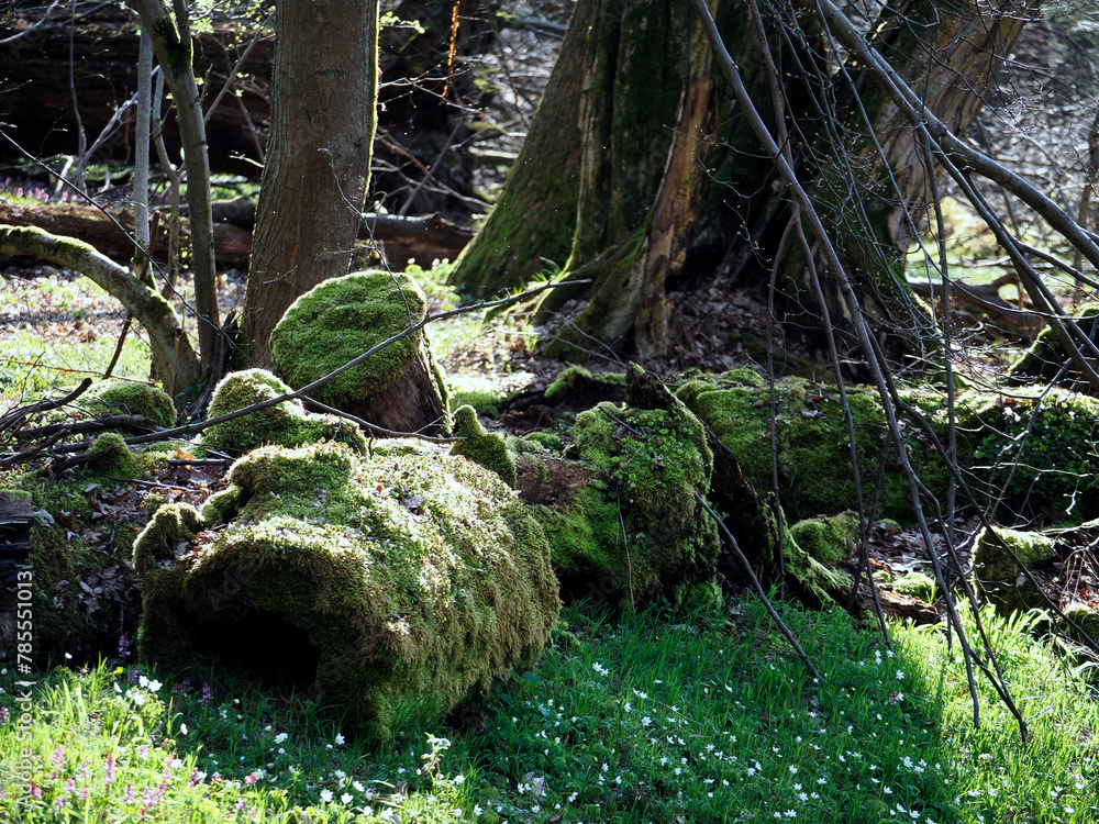 Zawilec gajowy (Anemone nemorosa L.) – gatunek byliny która masowo zakwita na przedwiośniu jest ozdobą puszcz i lasów