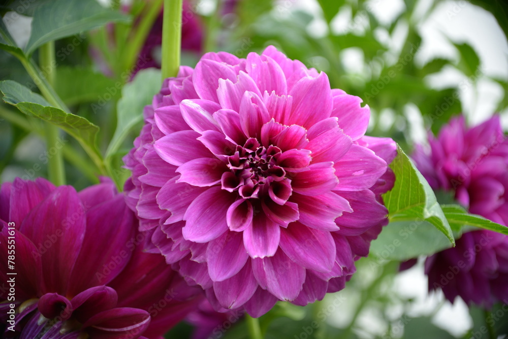Blühende Blume Blühende Blume