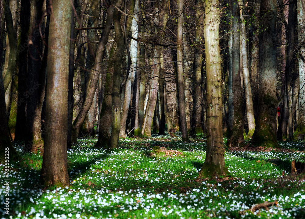 Zawilec gajowy (Anemone nemorosa L.) – gatunek byliny która masowo zakwita na przedwiośniu jest ozdobą puszcz i lasów