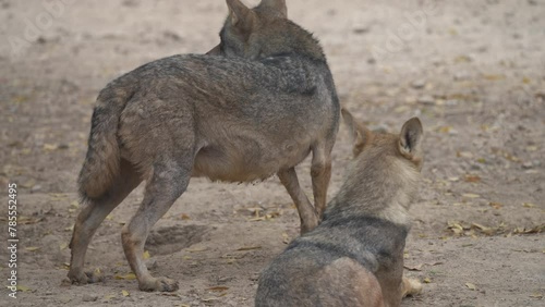  Arabian wolf (Canis lupus arabs) a very rare Arbian Wolf is the smallest of the known wolves. High Quality 4K Footage