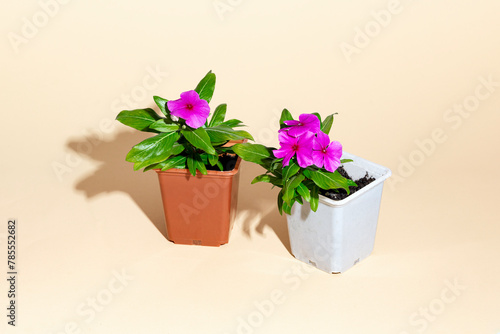 Two pink flowers in flower pots on a beige background. Home garden. Shadow. isometry
