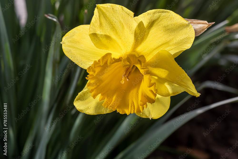 Fototapeta premium Daffodil. Narcissus flower. Plant care, floriculture.