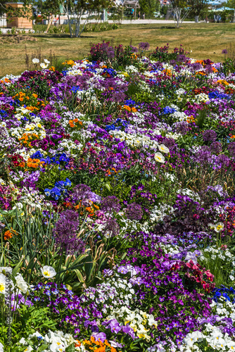 Colorful spring beds with various pansies