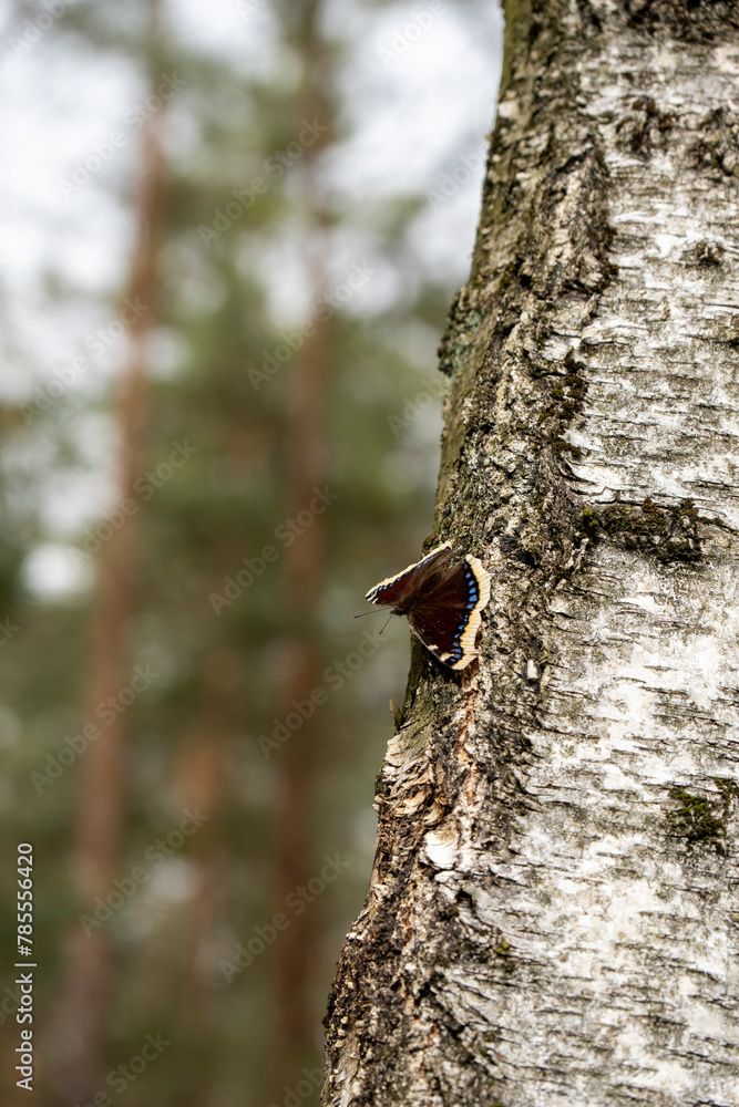 Trauermantel (Schmetterling) auf einer Birke Trauermantel (Schmetterling) auf einer Birke