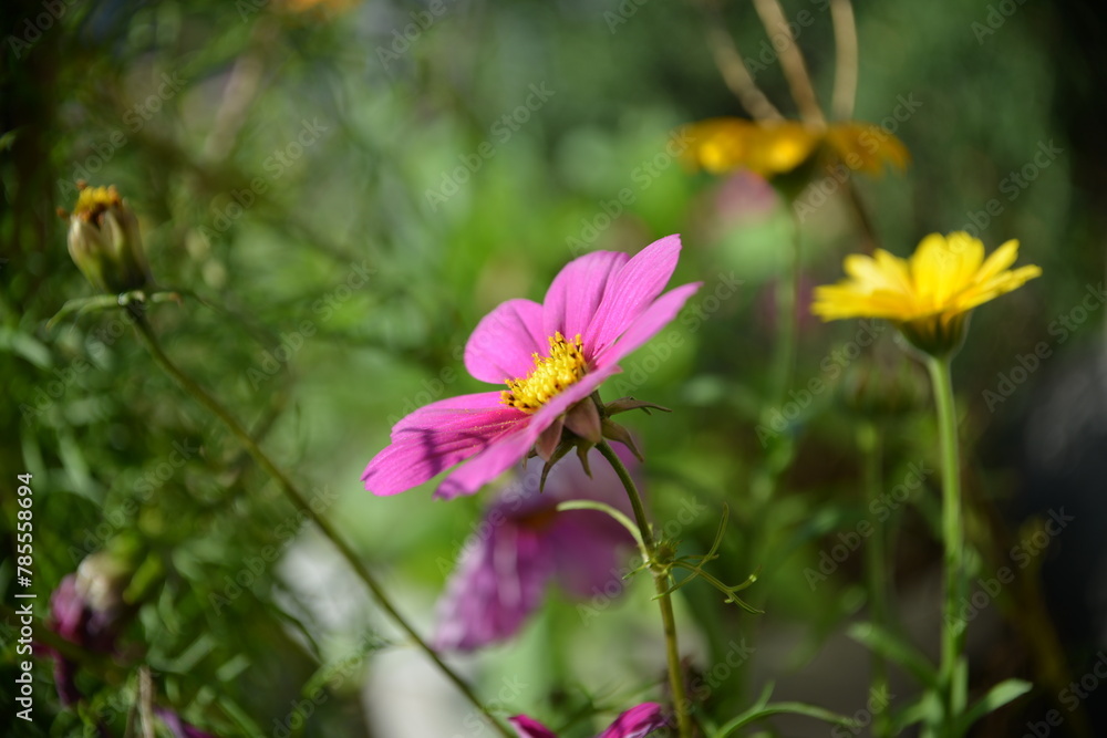 Fototapeta premium Zarte rosa Blüte und gelbe Akzente im Sommergarten