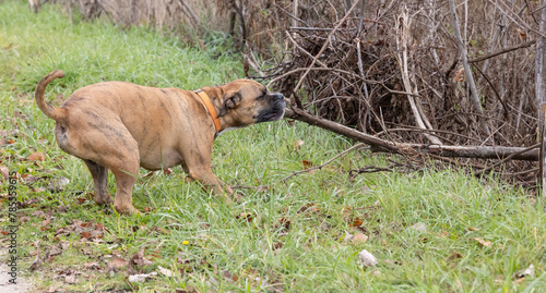 Grip of Glee: A Pet Boxer Dog And A Outdoor Adventure.  Dog Pulling On A Branch on A walking Trail.  Photography. © touchedbylight