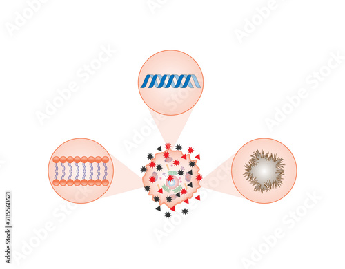 Oxidative stress. Free radicals cause oxidation of the cellular membrane proteins and lipids, and damage of the cellular components. vector illustration