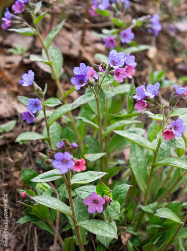Pulmonaria blooms in different shades of purple in one inflorescence. Vertical crop.