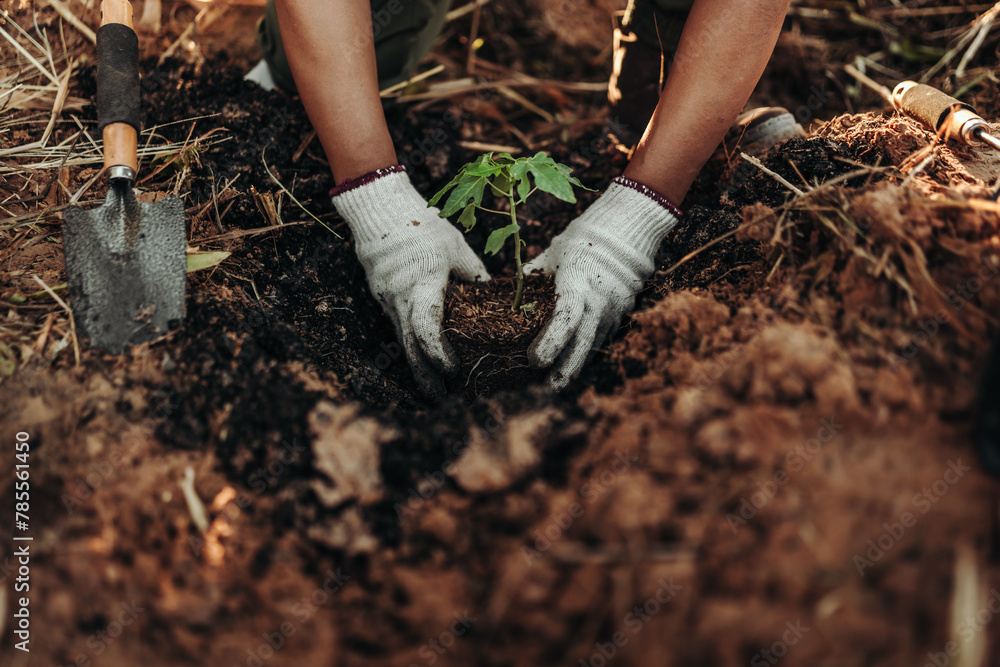 A farmer is planting a papaya tree in the ground. A farmer is planting a papaya tree in the ground.