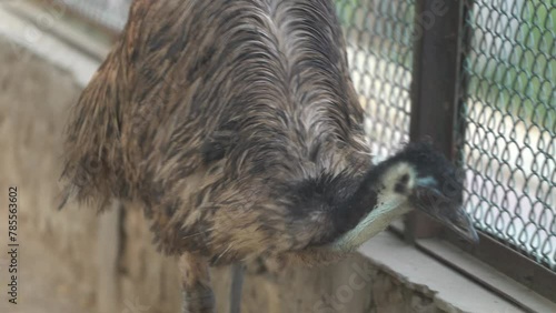 Lone emu (Dromaius novaehollandiae) at animals farm. Lone emu (Dromaius novaehollandiae) walking. 4K Footage photo