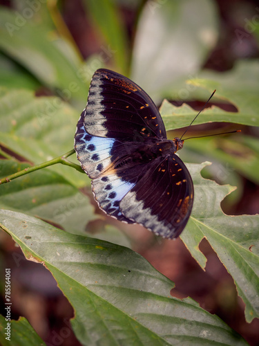 Common Archduke - Lexias pardalis resting on a plant in Cameron Highlands, Malaysia photo