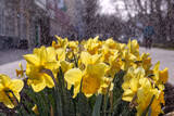 Narcissus in splashes of water. Daffodils decorating streets of city in spring. Watering, plant care, floriculture.