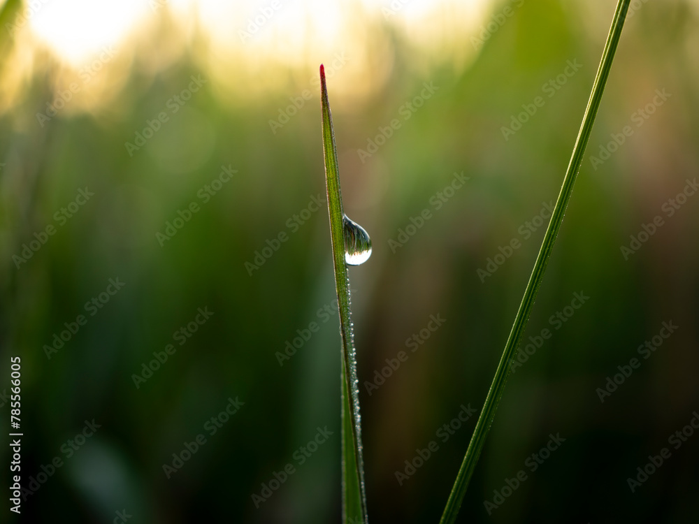 Fototapeta premium dew on grass