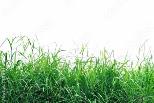 Beautiful green grass field with white background. Vibrant green grass against a pure white background, offering a natural texture.