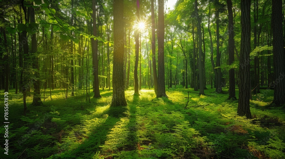 Sun shining through trees in forest Sun shining through trees in forest