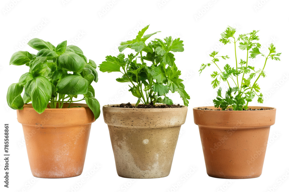 Terracotta Herb Pots Isolated on White Background Terracotta Herb Pots Isolated on White Background