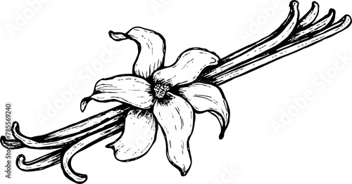 Vector vanilla stick with flower line art © Irina