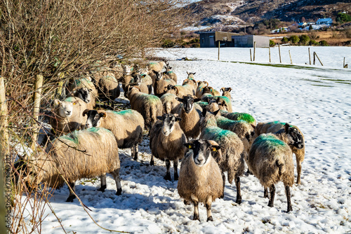 Flock of sheep at a snow covered meadow in County Donegal - Ireland photo