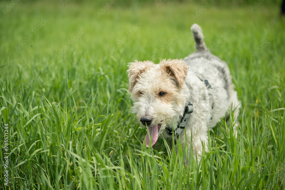 Fox terrier among the grass. Dog on a walk.
Fox terrier among the grass. Dog on a walk.