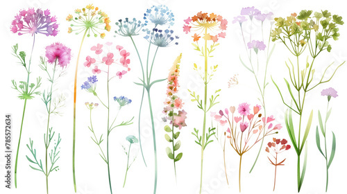 Collection of queen annes lace flowers watercolor cutout png isolated on white or transparent background 