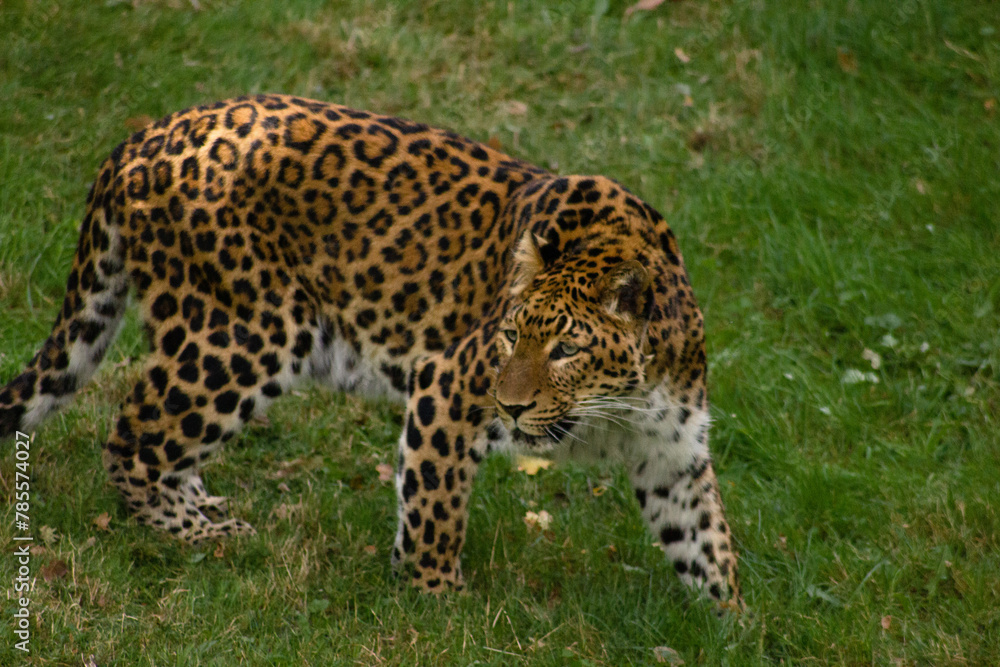 panthère panthère