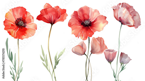 Collection of poppy flowers watercolor cutout png isolated on white or transparent background 