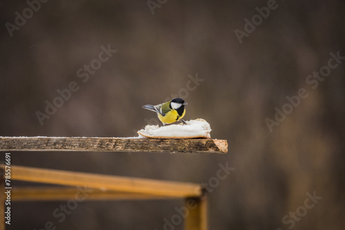 bird titmouse in winter feeding fat from the feeder