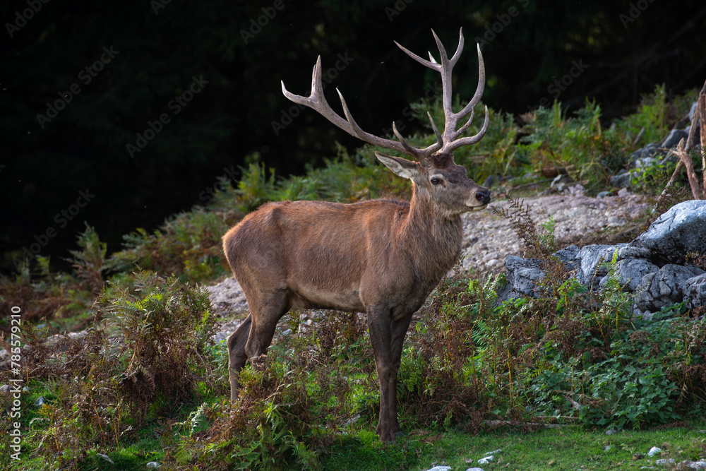 Obraz premium Junger Hirsch in der Brunft