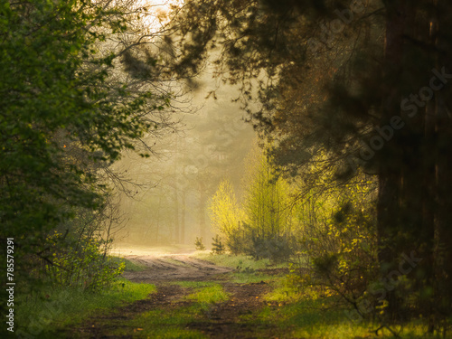 misty morning in the forest