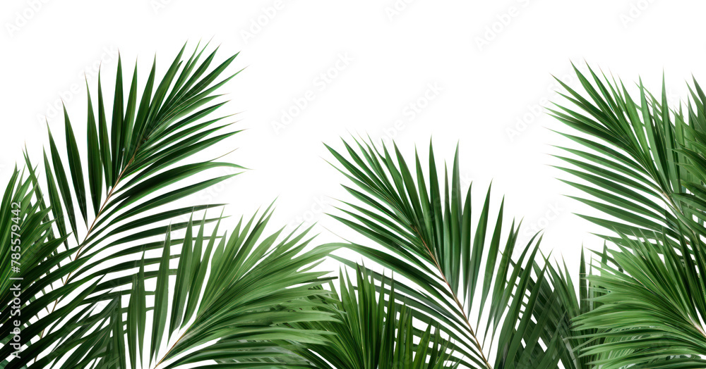 PNG Palm leaves backgrounds vegetation outdoors PNG Palm leaves backgrounds vegetation outdoors
