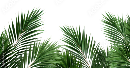 PNG Palm leaves backgrounds vegetation outdoors