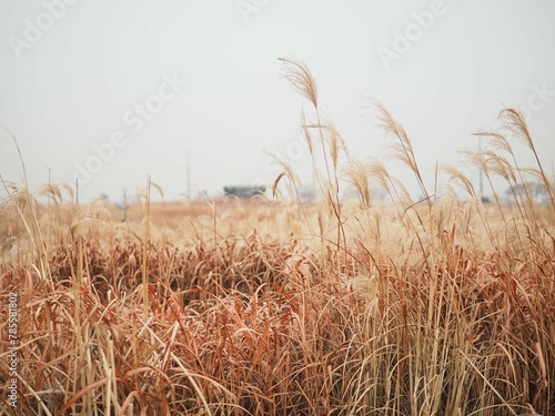 Pampas grass wit bokeh background at Haneul Park (Sky Park) in Seoul  photo