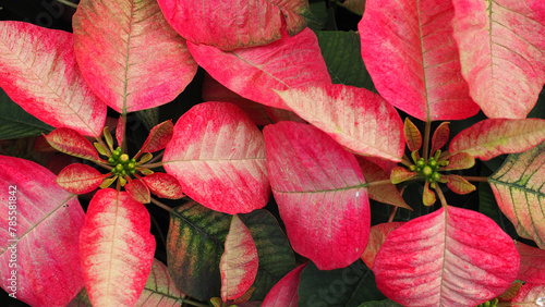 Poinsettia (euphorbia pulcherrima) (Premium Ice Crystal) Christmas flowers of apricot bracts with bright pink edges and pale pink center photo
