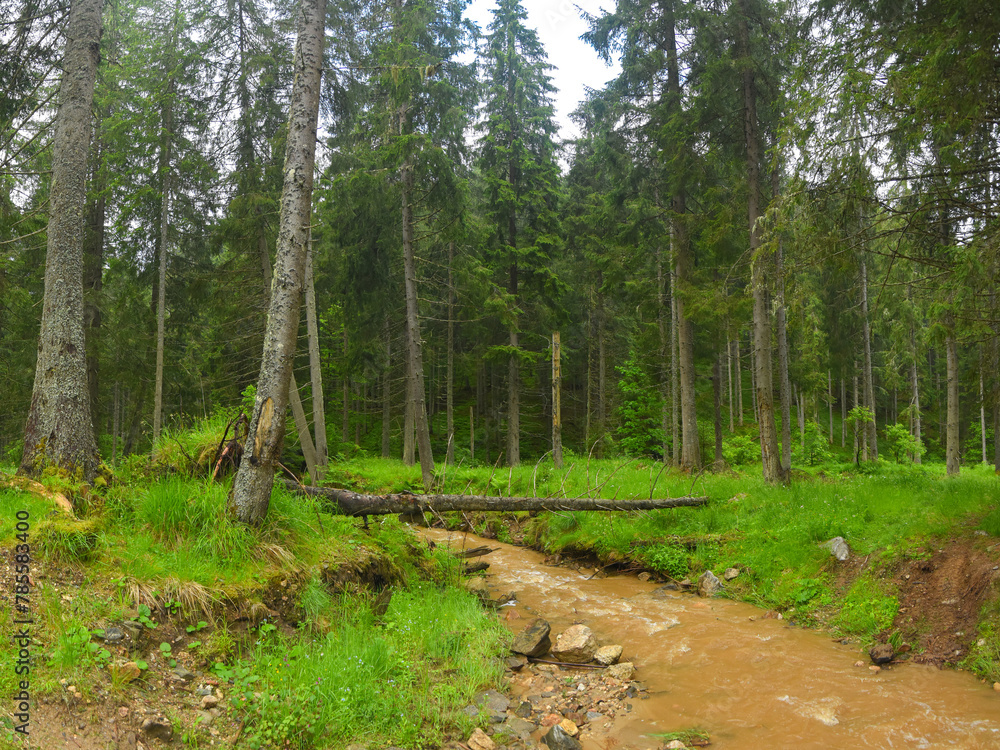Fototapeta premium A muddy torrent flows through a coniferous forest. Rainy day, the waters are brown and muddy. Summer time, the woodland bursts with green color. Carpathia, Romania, Cindrel Massif