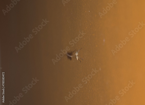 Mosquito on wall resting. Closeup.
