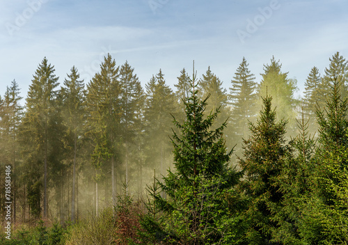 Pollen Flight Larch trees and shrubs in foggy forest under blue sky
