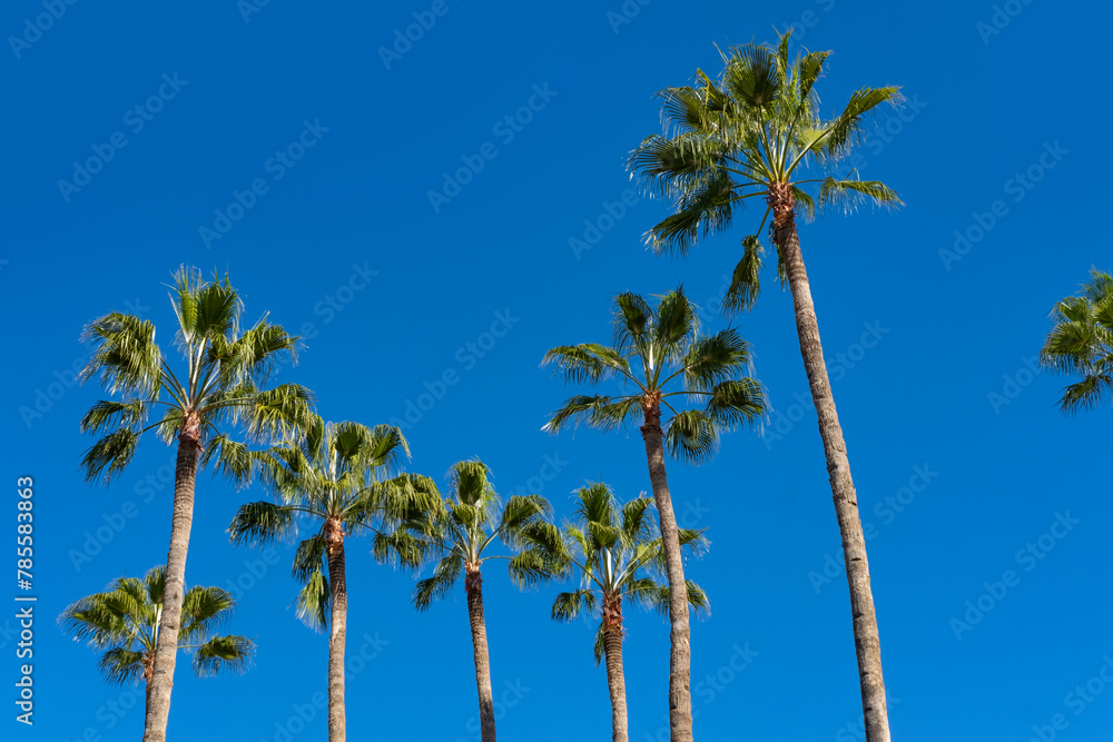 tropical tall African Sabal fan palms gracefully sways against blue sky, natural beauty tropics, infinity tropical background, banner for travel agencies, hotels, airlines