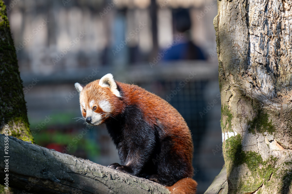 Fototapeta premium RED PANDA (AILURUS FULGENS)